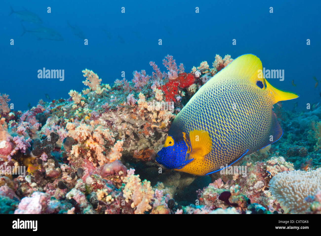 Yellowmask Kaiserfisch, Pomacanthus Xanthometopon, Süd Male Atoll, Malediven Stockfoto