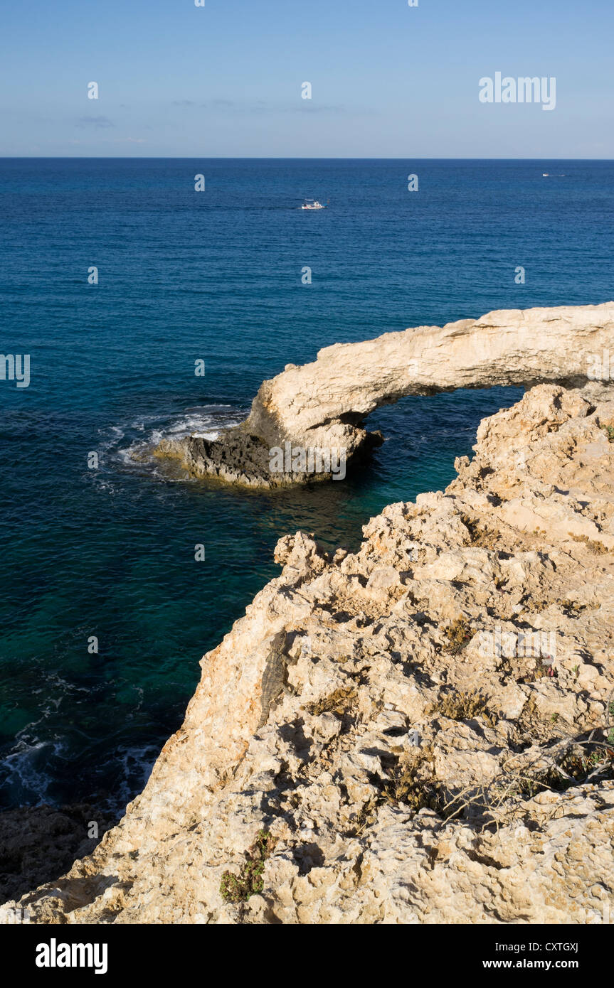 dh AYIA NAPA Zypern Laudakia Stellio Echse Reptil auf felsigen Klippen und Meer arch Stockfoto