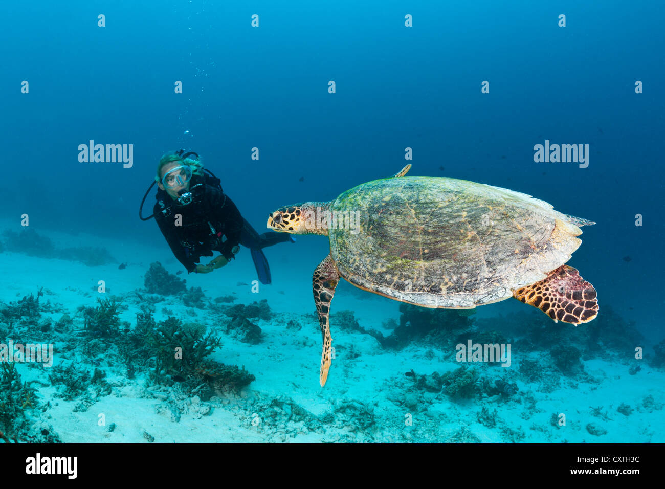 Hawksbill Schildkröten und Taucher, Eretmochelys Imbricata, Nord Male Atoll, Malediven Stockfoto