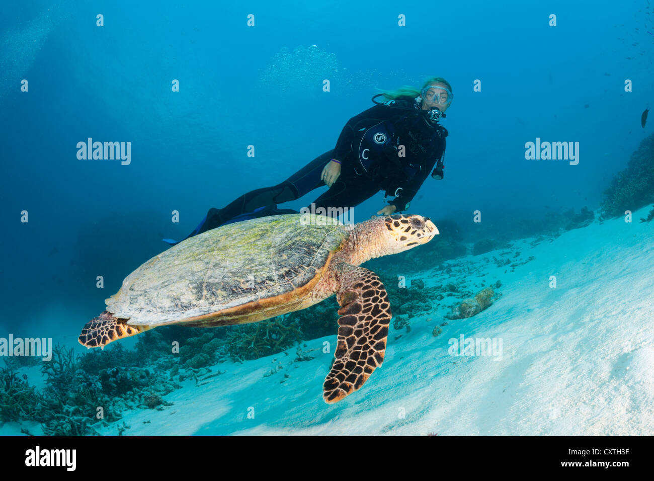 Hawksbill Schildkröten und Taucher, Eretmochelys Imbricata, Nord Male Atoll, Malediven Stockfoto