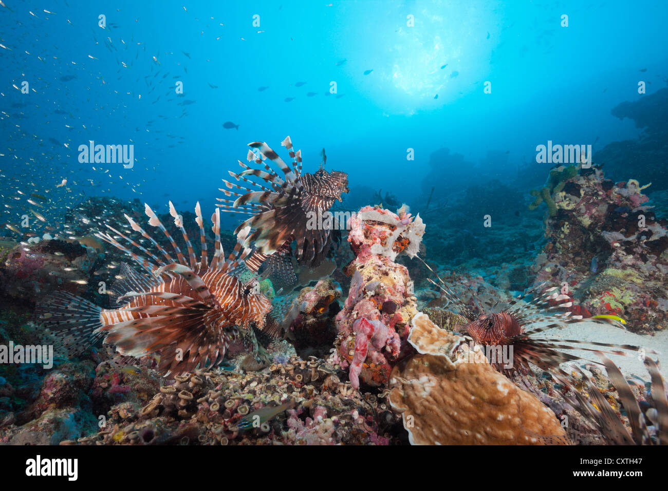 Rotfeuerfische über Coral Reef, Pterois Miles, Nord Male Atoll, Malediven Stockfoto