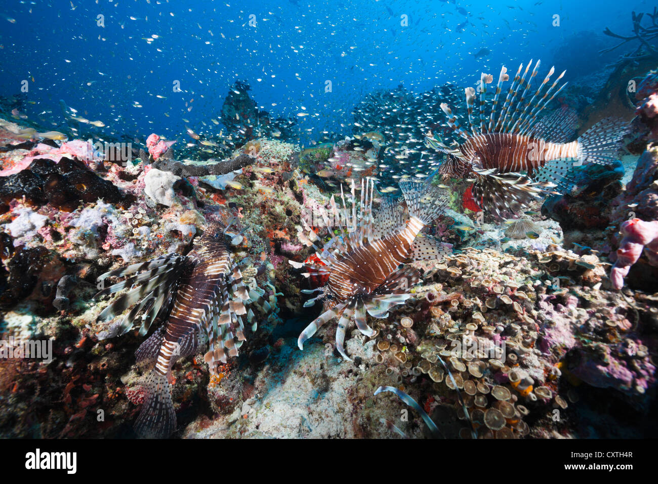 Rotfeuerfische über Coral Reef, Pterois Miles, Nord Male Atoll, Malediven Stockfoto
