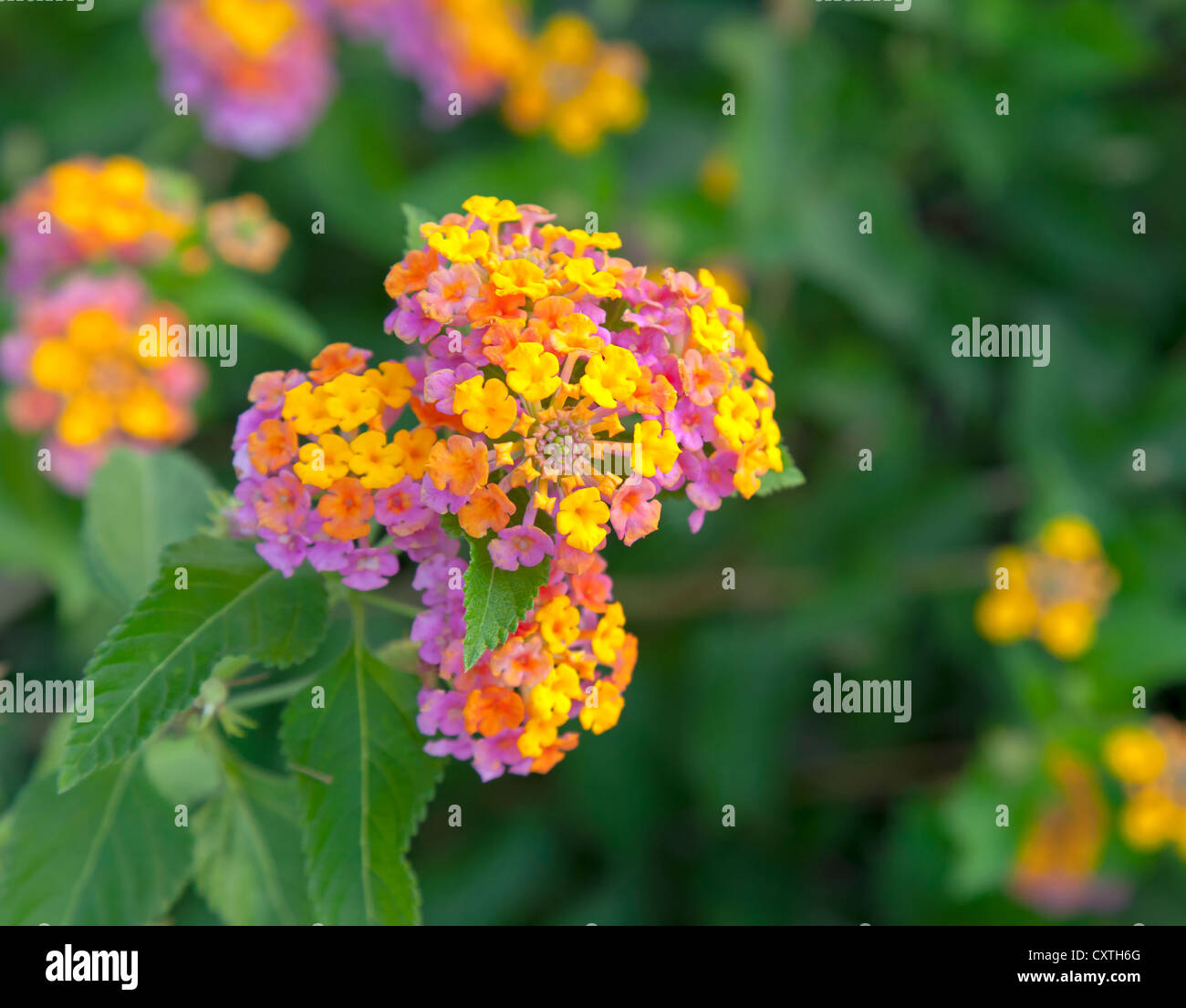 Leuchtend bunte Blumen im Garten. Nahaufnahme Foto Stockfoto
