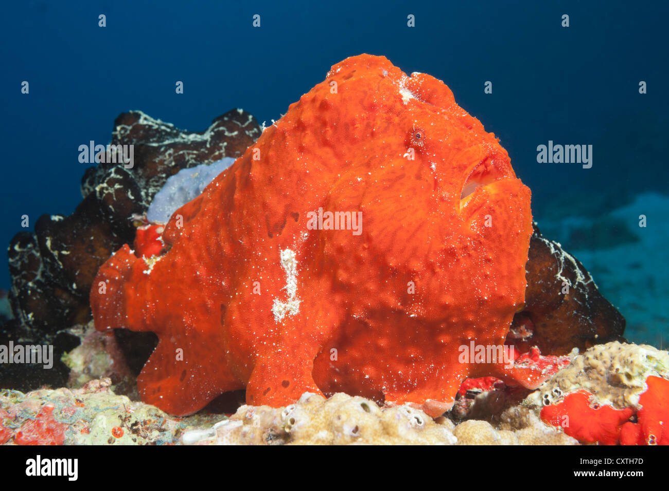 Red Giant Anglerfisch Antennarius Commersonii, Nord Male Atoll, Malediven Stockfoto