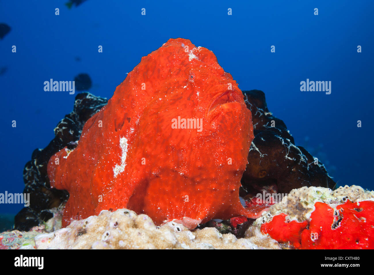 Red Giant Anglerfisch Antennarius Commersonii, Nord Male Atoll, Malediven Stockfoto