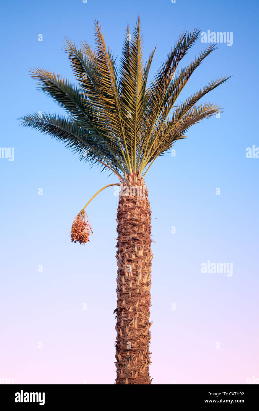 Dattelpalme über hellen tropischen Himmel Stockfoto