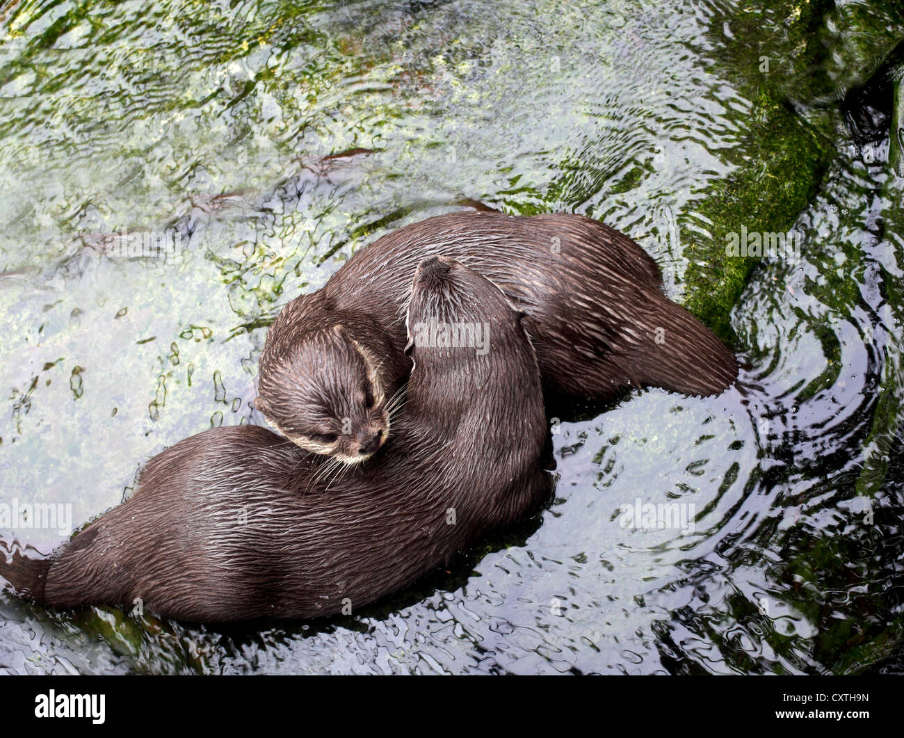 Otter spielen im Fluss Stockfoto