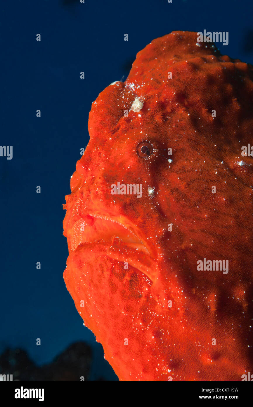 Red Giant Anglerfisch Antennarius Commersonii, Nord Male Atoll, Malediven Stockfoto