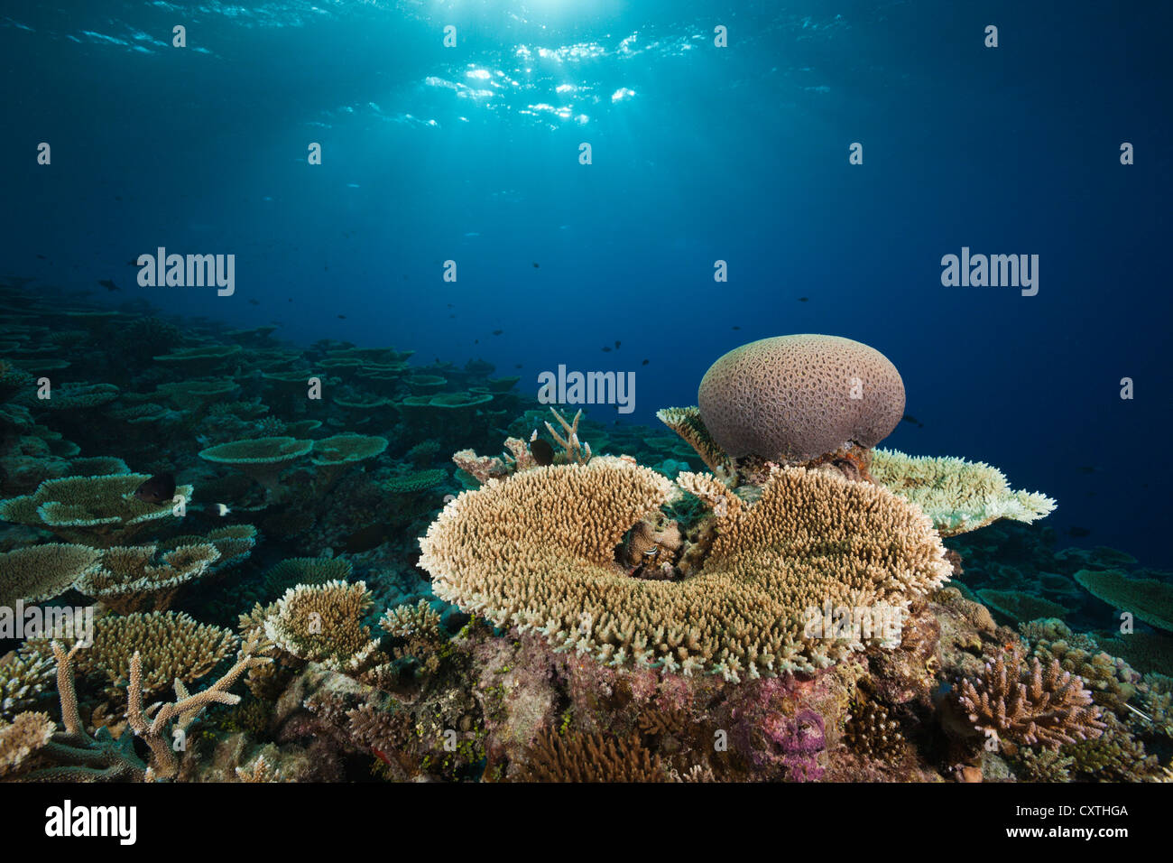 Riff von Tischkorallen, Acropora SP., Felidhu Atoll, Malediven Stockfoto