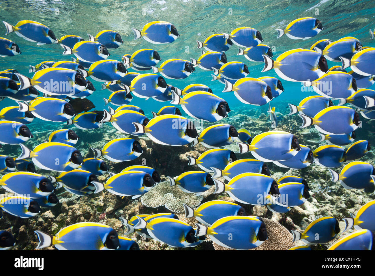 Schwarm von Powder Blue Tang, Acanthurus Leucosternon, Thaa Atoll, Malediven Stockfoto