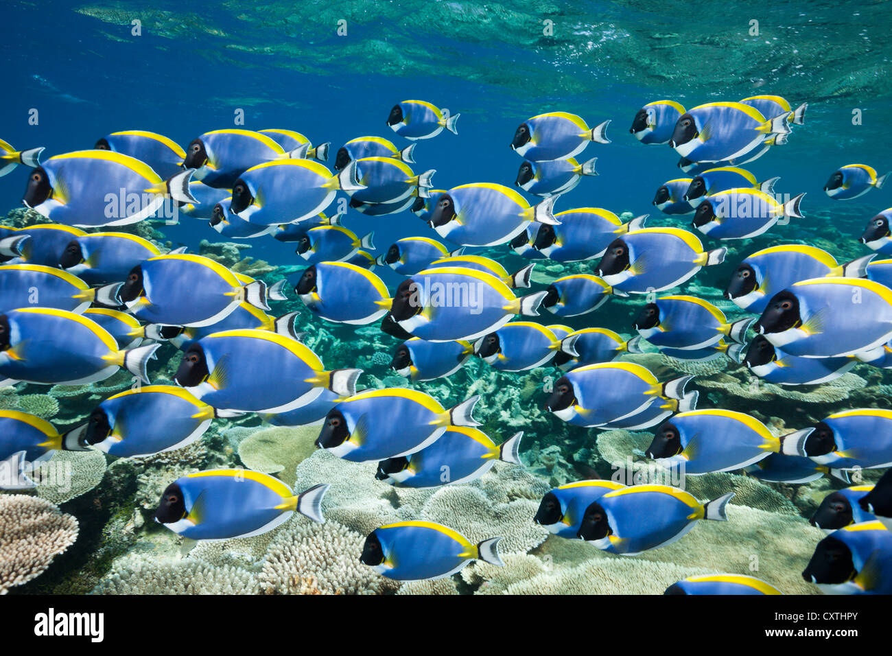 Schwarm von Powder Blue Tang, Acanthurus Leucosternon, Thaa Atoll, Malediven Stockfoto