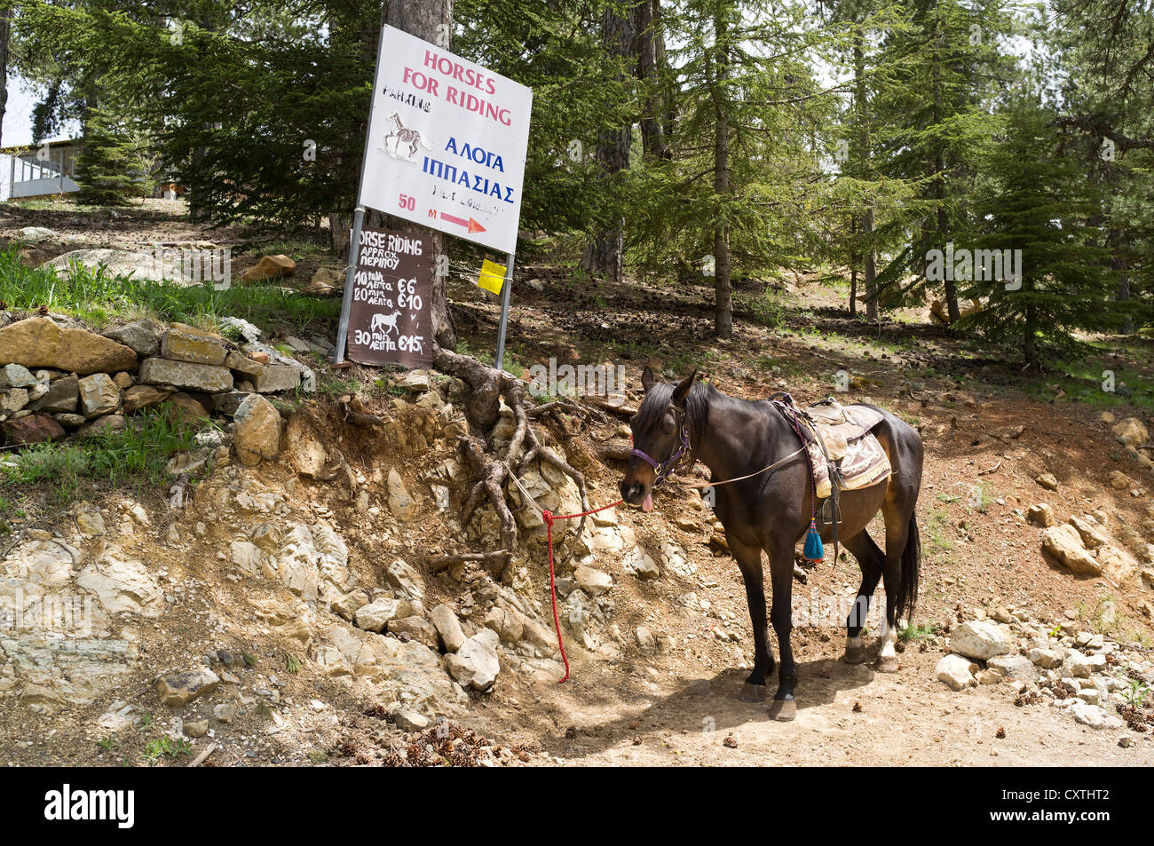 dh TROODOS ZYPERN zypriotische Berge Pferde zum Verleih Pony reiten Zeichen Pferd Stockfoto