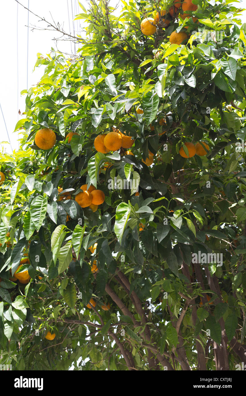dh TROODOS ZYPRIOTISCHER Orangenbaum mit Fruchtorangen, Zitrusfrüchten, Sinensis-Bäumen Stockfoto
