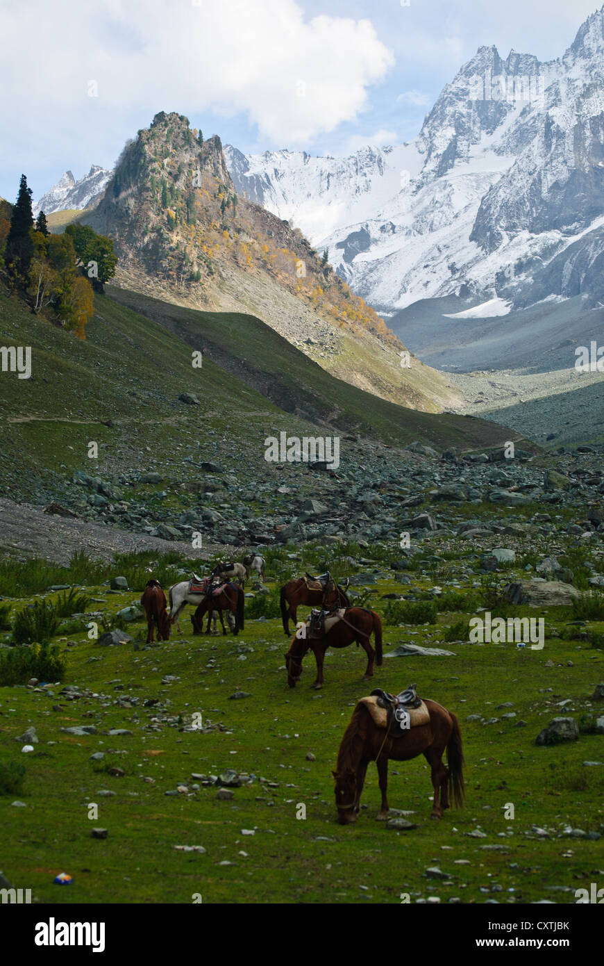 Ponys, ruht in Sonamarg, die Wiese von Gold, Tal in Kaschmir Stockfoto