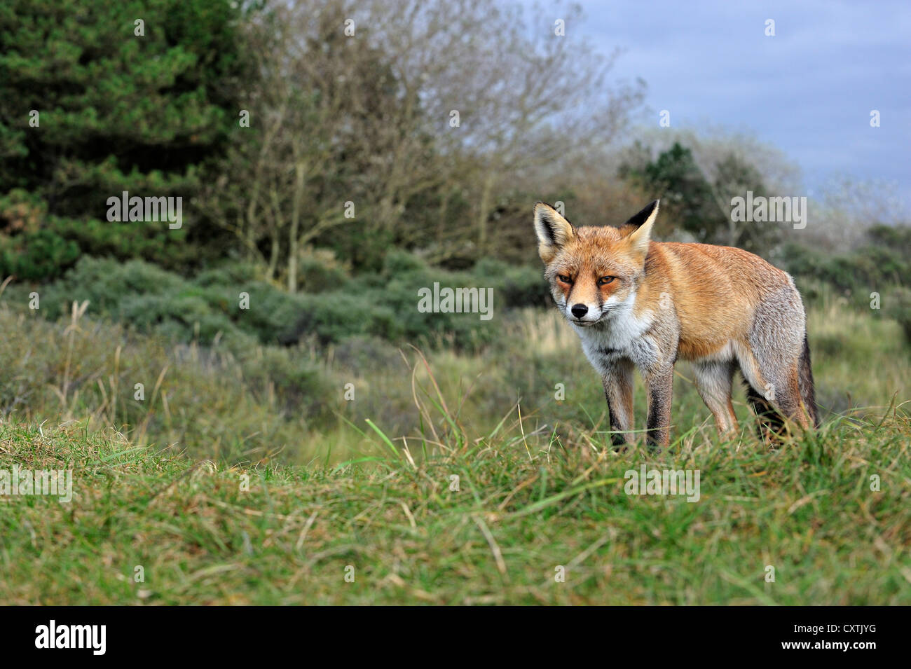 Rotfuchs (Vulpes Vulpes) Jagd in Grünland am Waldrand im Herbst Stockfoto