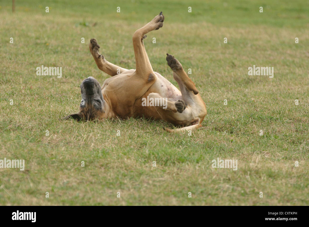 die Deutsche Dogge schwelgen Stockfoto