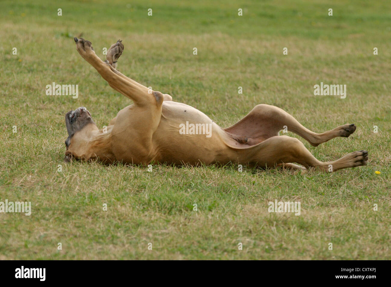 die Deutsche Dogge schwelgen Stockfoto