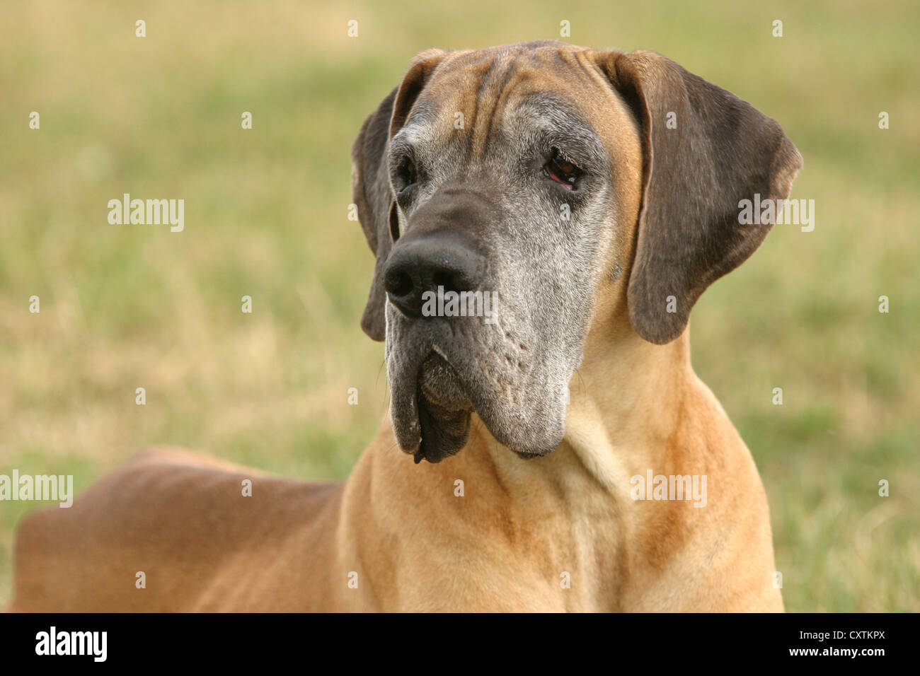 Deutsche Dogge Stockfoto