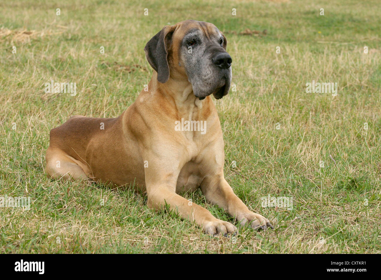 liegende Dogge Stockfoto