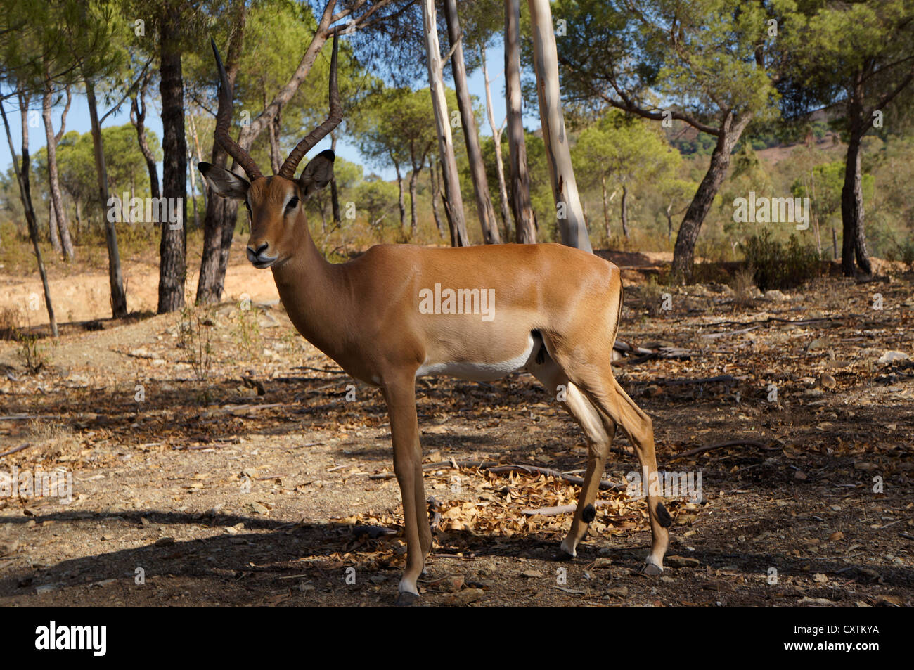 Orix Antilopen, La Reserva Sevilla, der Safari-Park, el Castillo de las Guardas, Spanien Stockfoto