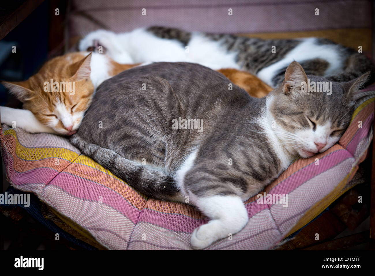 schlafende Katzen auf einem Stuhl Kissen Stockfoto