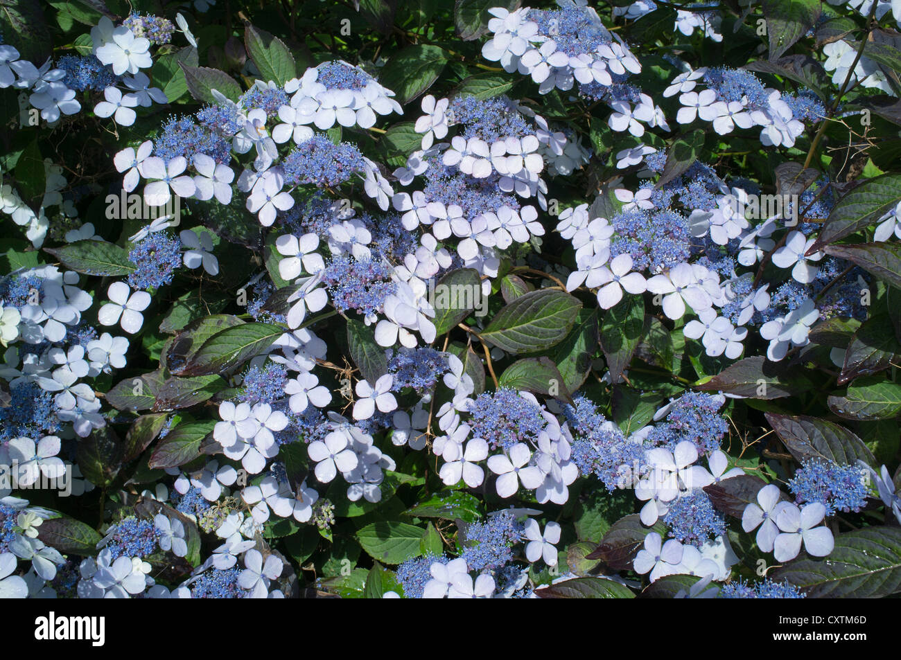 dh Hydrangea serrata Blue Bird FLOWER UK SCHOTTLAND blühender Busch Blumen in Arduaine Gardens Stockfoto