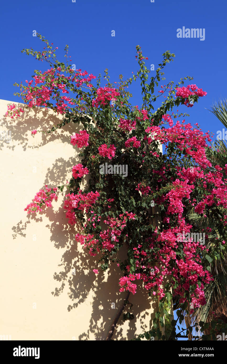 Rote Bougainvillea Blumen Überklettern eines Gebäudes in Gouves, Kreta, Griechenland Südeuropa gesehen Stockfoto
