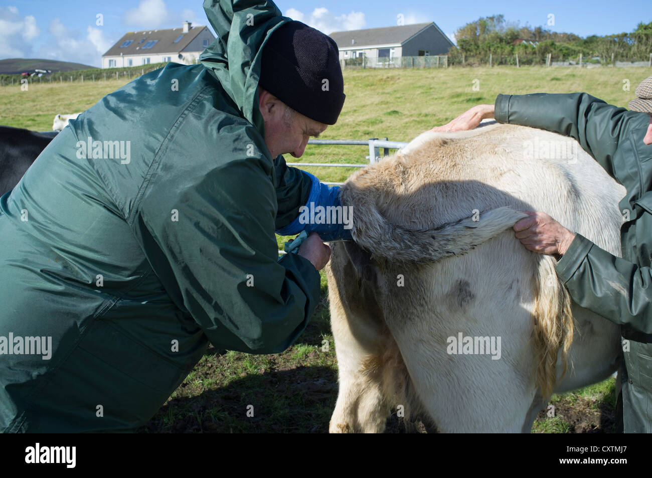 Dh die Rinderhaltung Britischer Landwirt Künstliche das Befruchten ein Rindfleisch Kuh ai Besamung Stockfoto