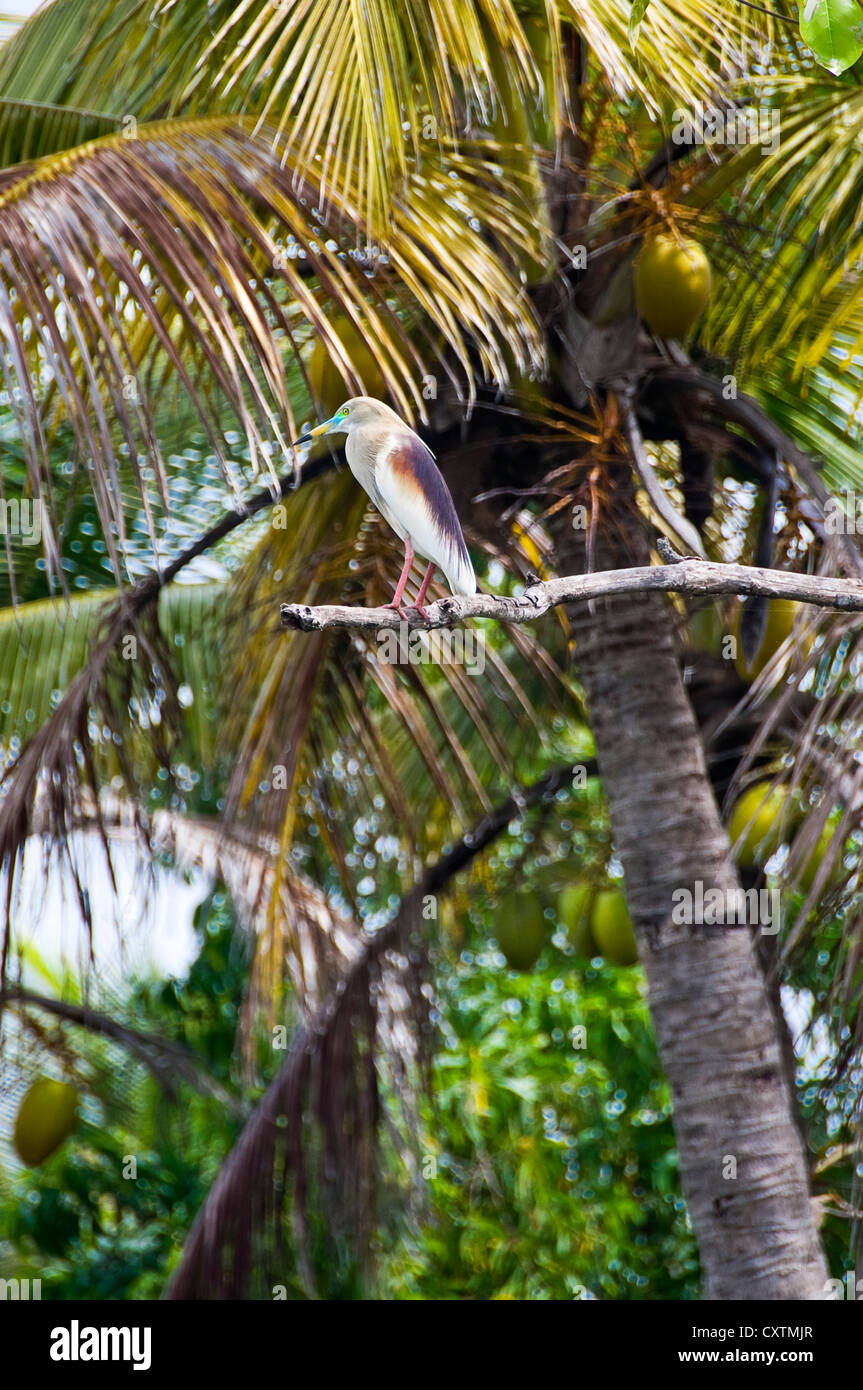 Vertikale Nahaufnahme eines indischen Teich Heron oder Paddybird, Ardeola Grayii, in der Zucht Gefieder thront in einer Palme. Stockfoto