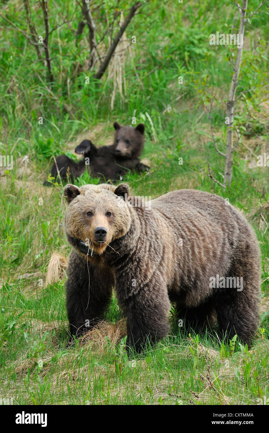 Ein Erwachsener Grizzlybär Fütterung auf frischen grünen Rasen Stockfoto