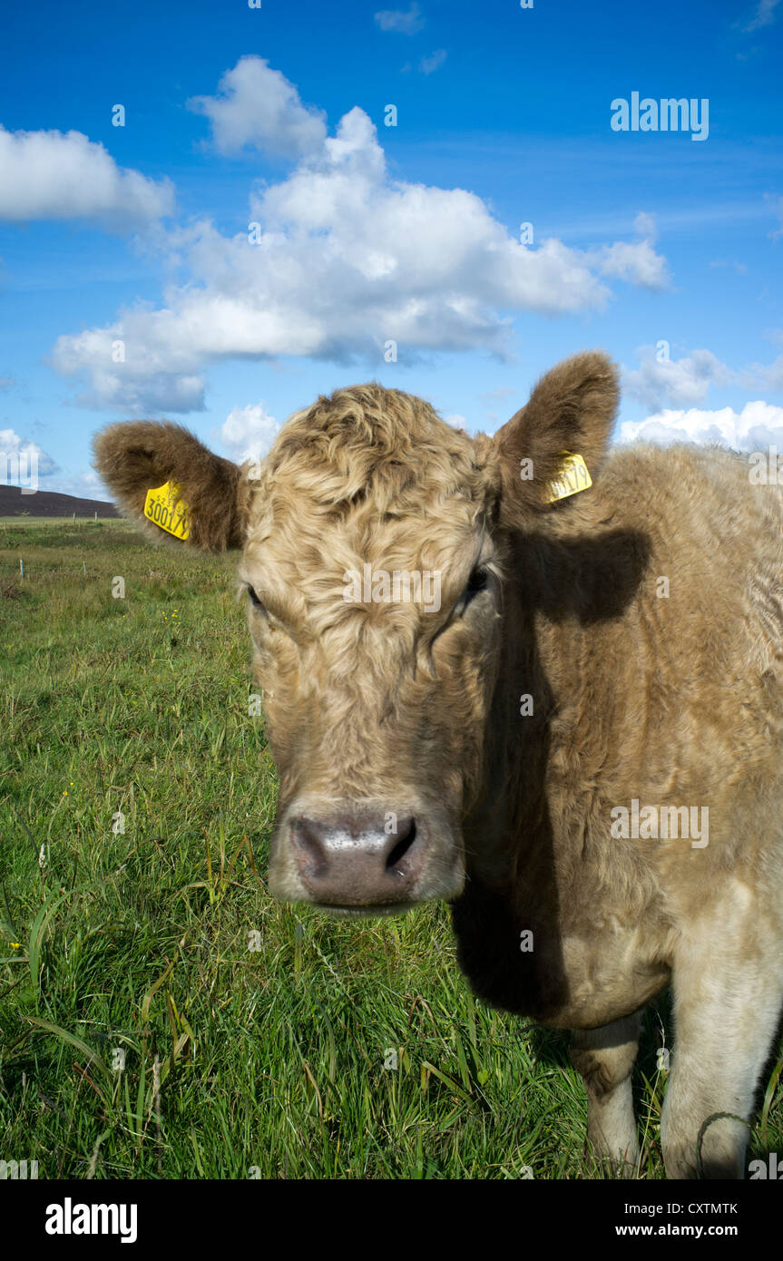 Dh Kuh, britisches Rindfleisch Kuh Gesicht Kopf an mit tags Farm uk vorne in der Nähe der braunen Rinder Stockfoto