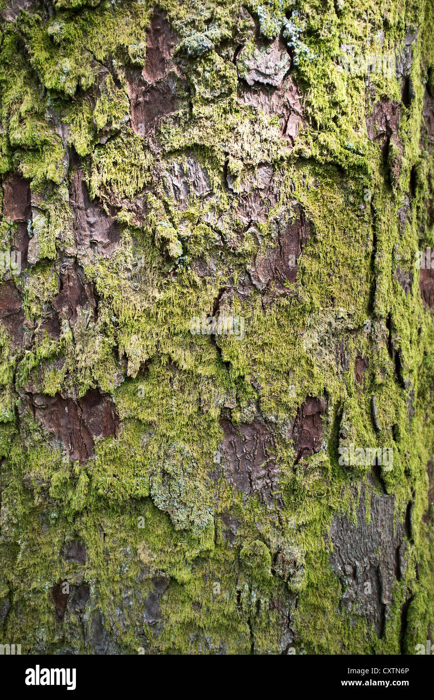 dh Pine TREE UK Lichen Moos auf Kiefernrinde Pilzalge Flechten Bäume Stockfoto