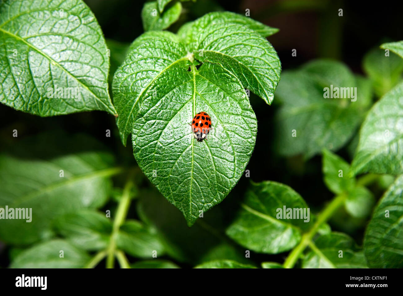 Einzelne helle rot gefleckte Marienkäfer auf einem grünen Blatt Stockfoto