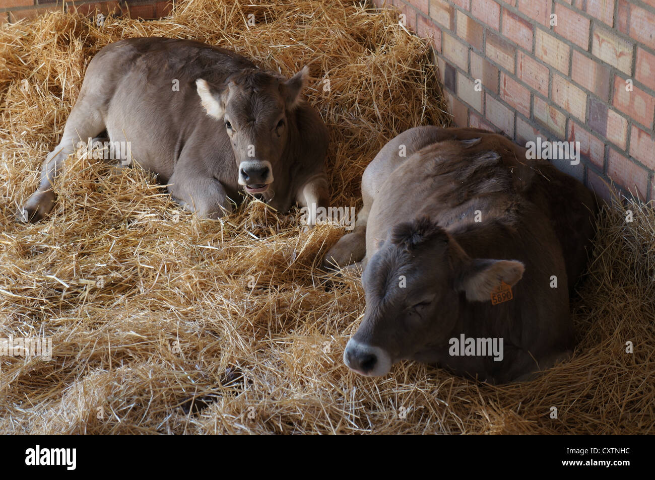 Die Zafra Rinder, die braune Kuh (Feria Internacional Ganadera) Messe am internationalen Viehmarkt in Zafra, Badajoz, Spanien Stockfoto