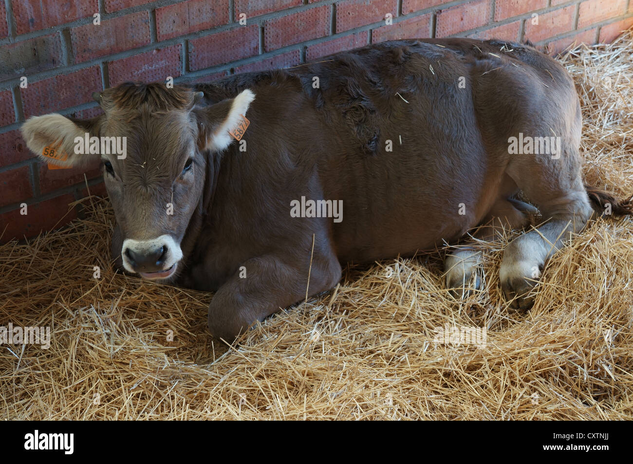 Die Zafra Rinder, die braune Kuh (Feria Internacional Ganadera) Messe am internationalen Viehmarkt in Zafra, Badajoz, Spanien Stockfoto