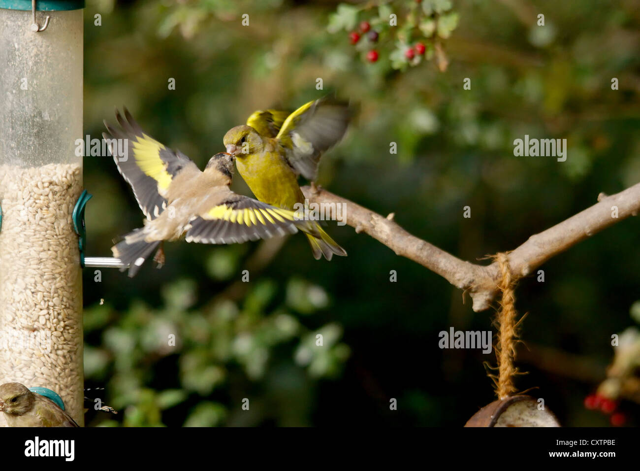 Stieglitz und ein Grünfink kämpfen während des Fluges Stockfoto