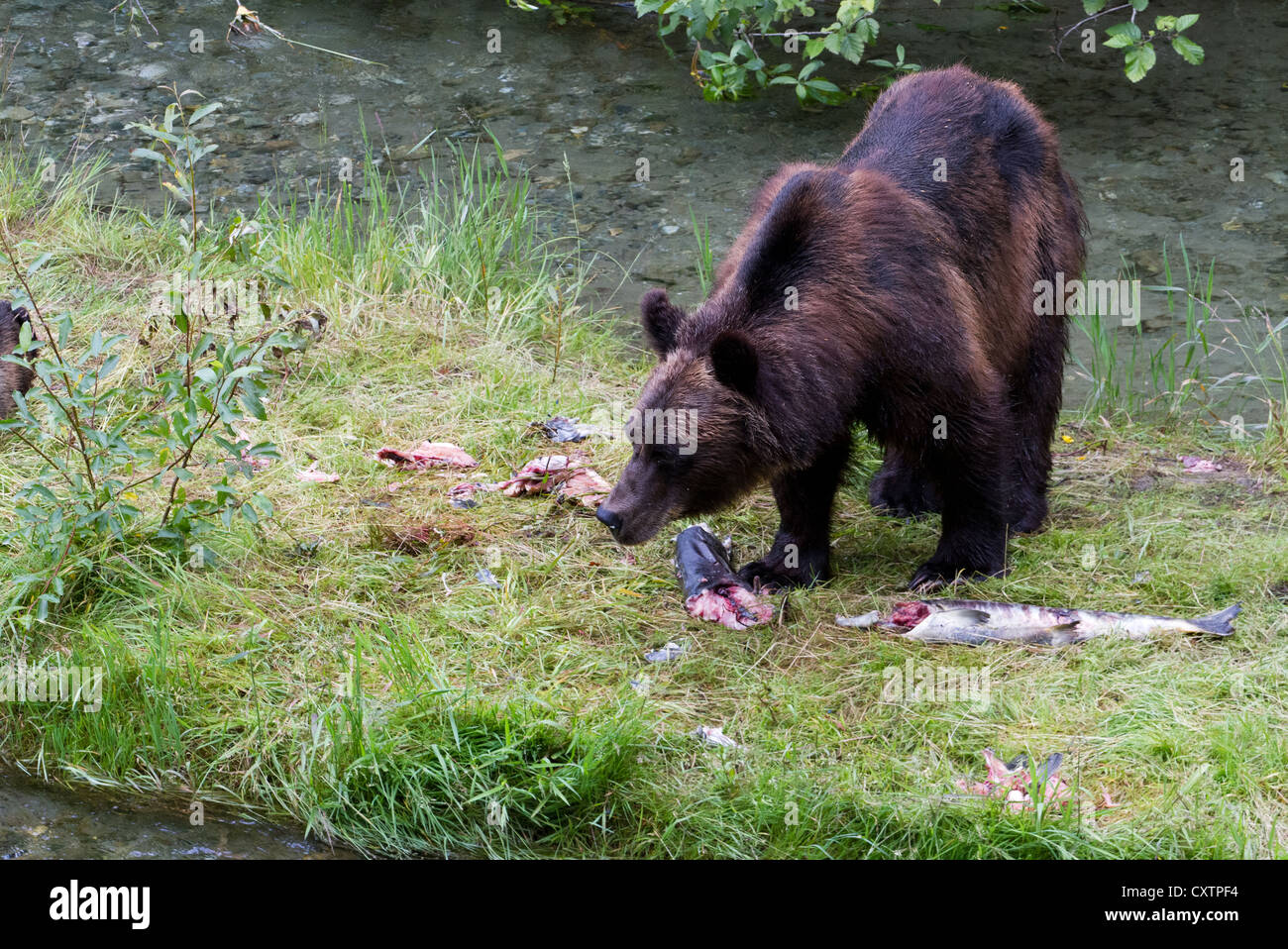 Grizzly Bear Fang von Lachs in Hyder Alaska Stockfoto