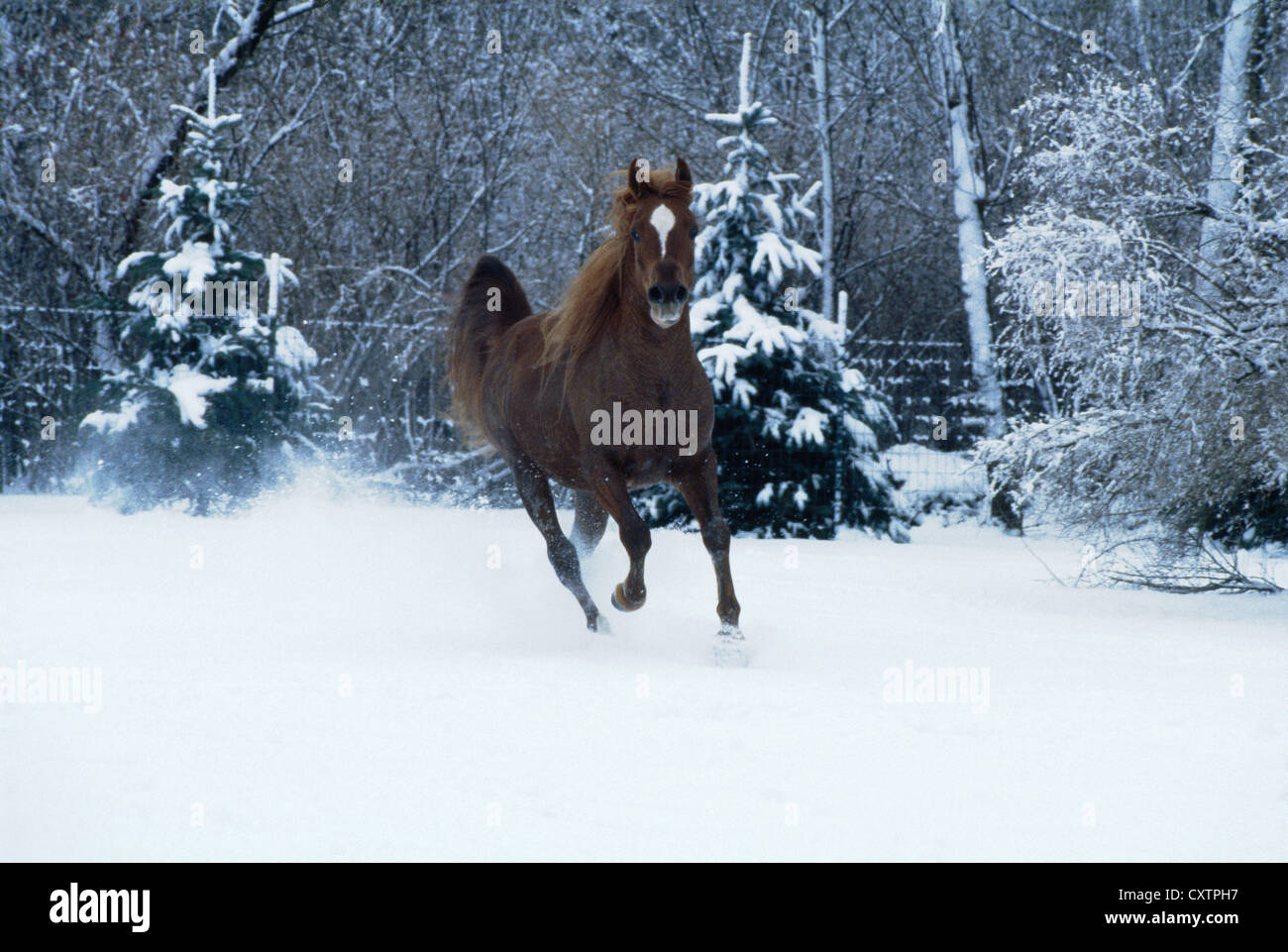 Araberhengst ice blue fadask im Schnee; Farbe: Kastanie mit weißen Sternen und Streifen/Illinois Stockfoto