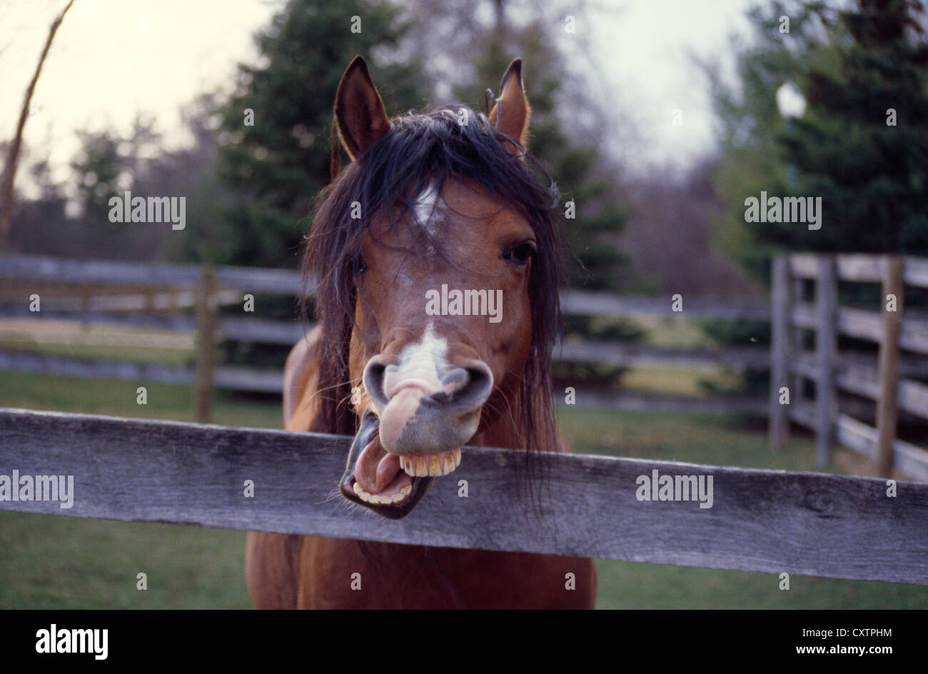 Arabian Horse Zähneknirschend/Illinois Stockfoto