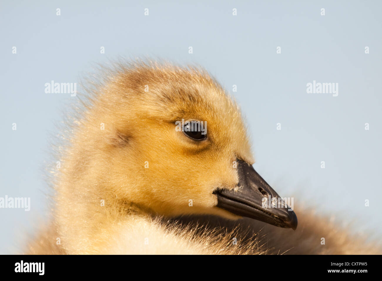 Porträt einer Gosling Stockfoto