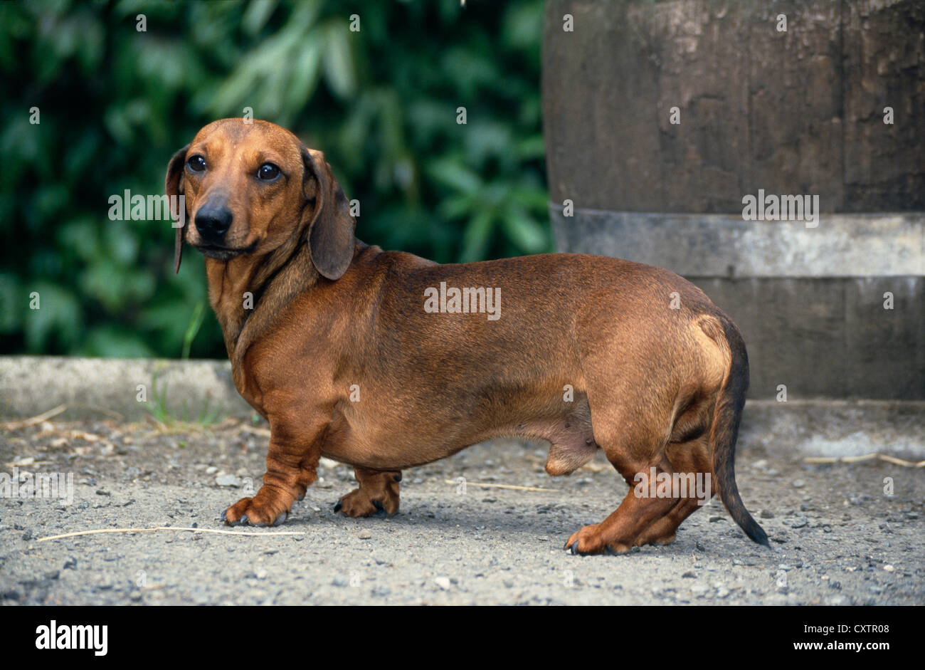 DACKEL / IRLAND Stockfoto
