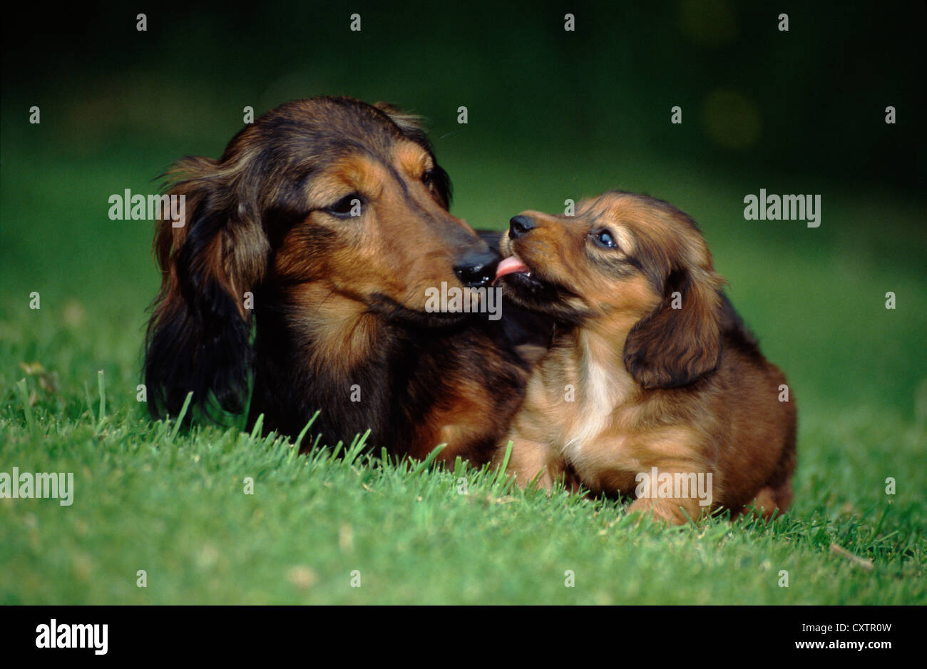 DACKEL / IRLAND Stockfoto