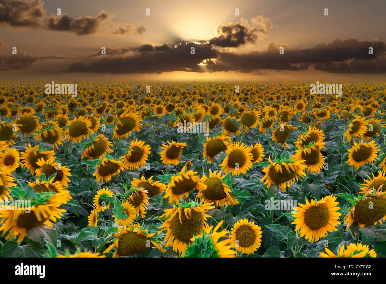 Feld von Sonnenblumen bei Sonnenuntergang im Westen von Texas. Stockfoto