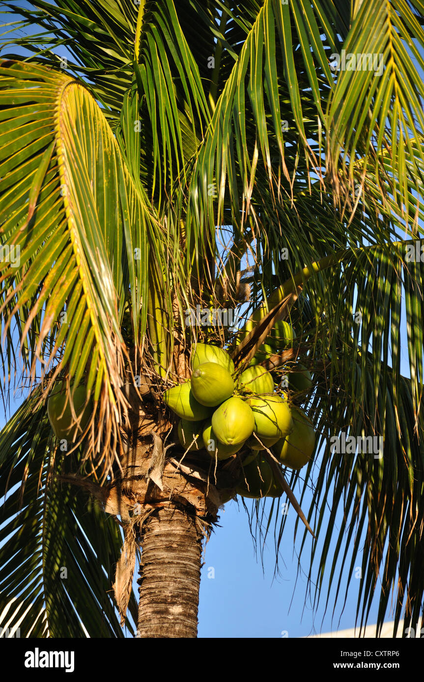 Kokosnüsse Palm, Bahamas Stockfoto