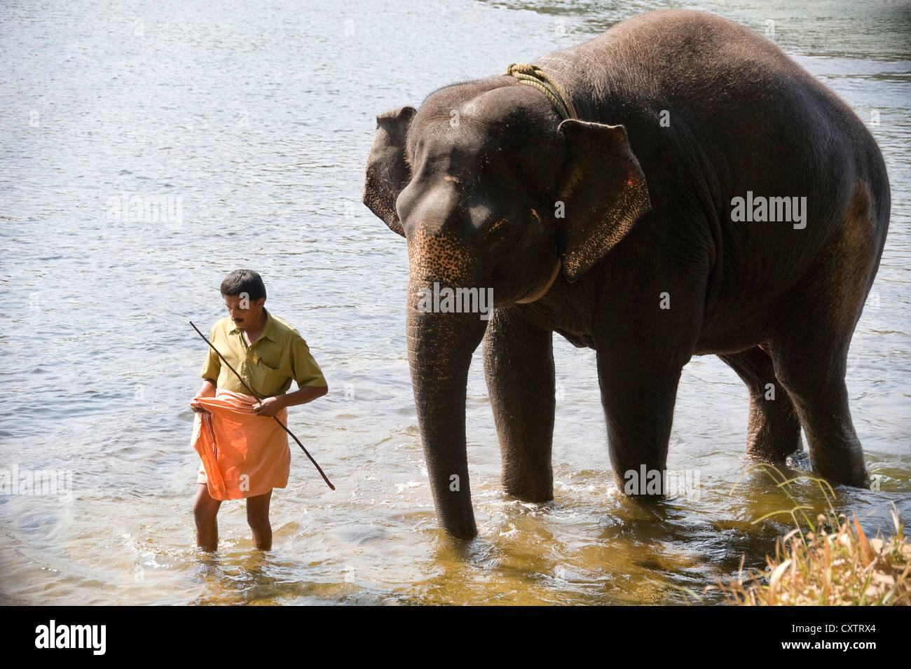 Horizontale Ansicht von einem Mahout mit seinem jungen asiatischen Elefanten im Fluss auf ein Heiligtum in Kerala. Stockfoto