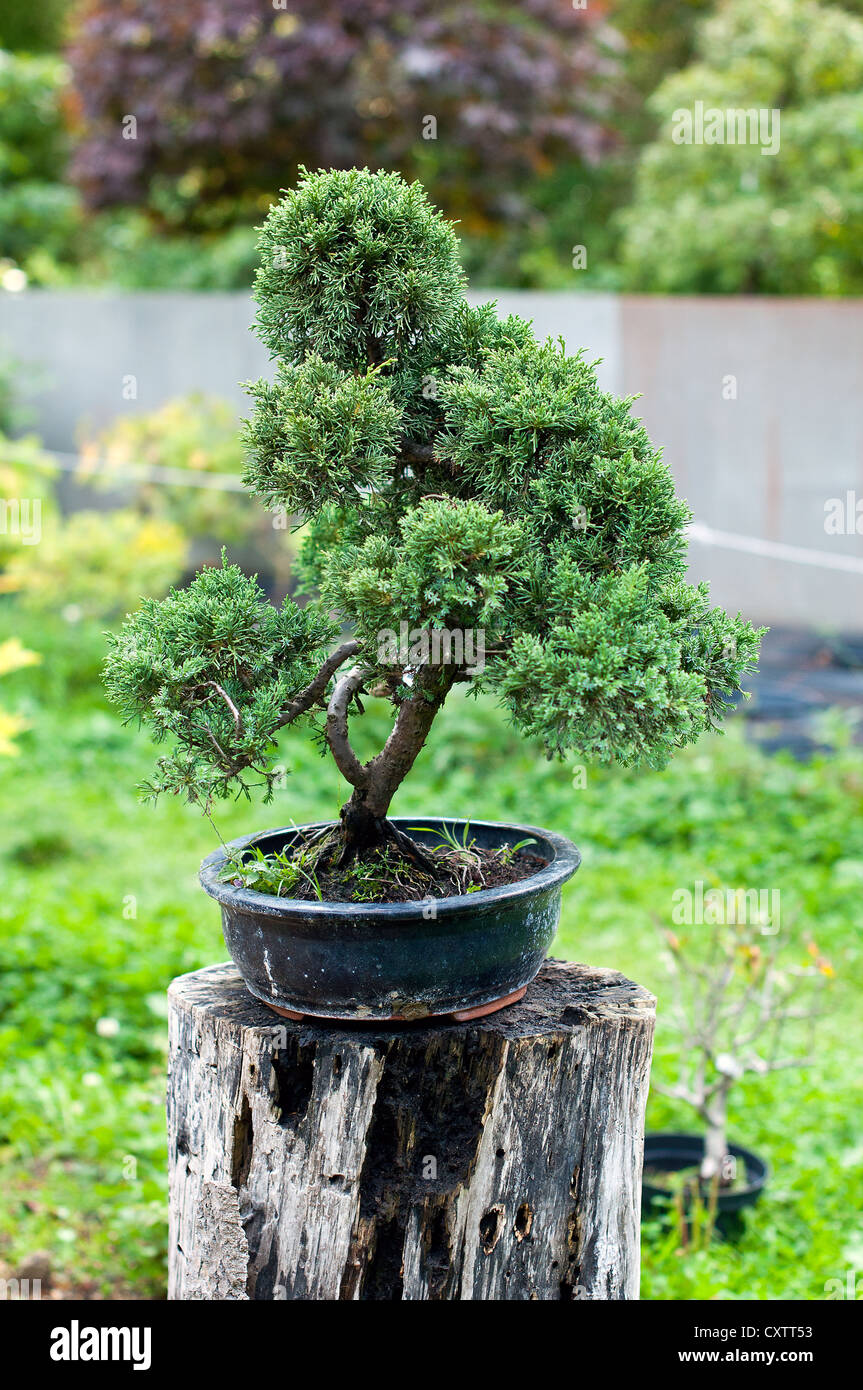 Bonsai-Baum zu verkaufen Stockfotografie - Alamy