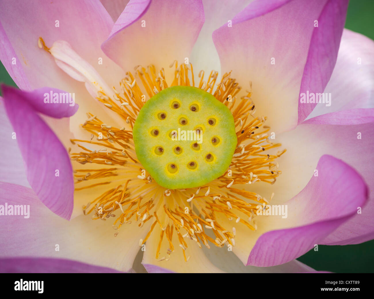 Washington, D.c.: Lotusblüte (Nelumbo Nucifera) im Lotusteich der Kenilworth Park und Gärten Aquatic Stockfoto