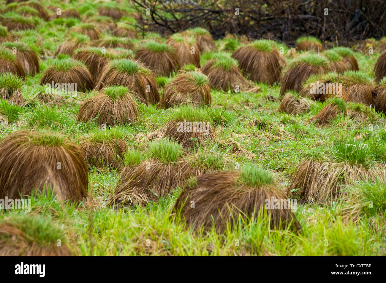 Feuchtgebiete mit Grasbüschel in Lappland, nördlichsten Schweden bedeckt. Stockfoto