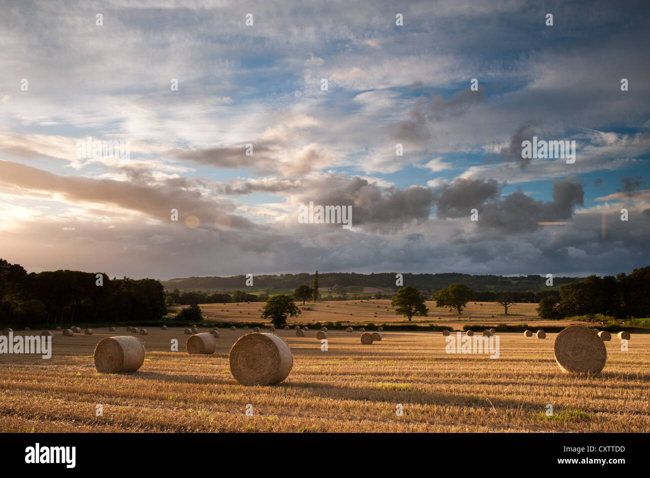 Kautionen, Spätsommer, Shropshire Stockfoto