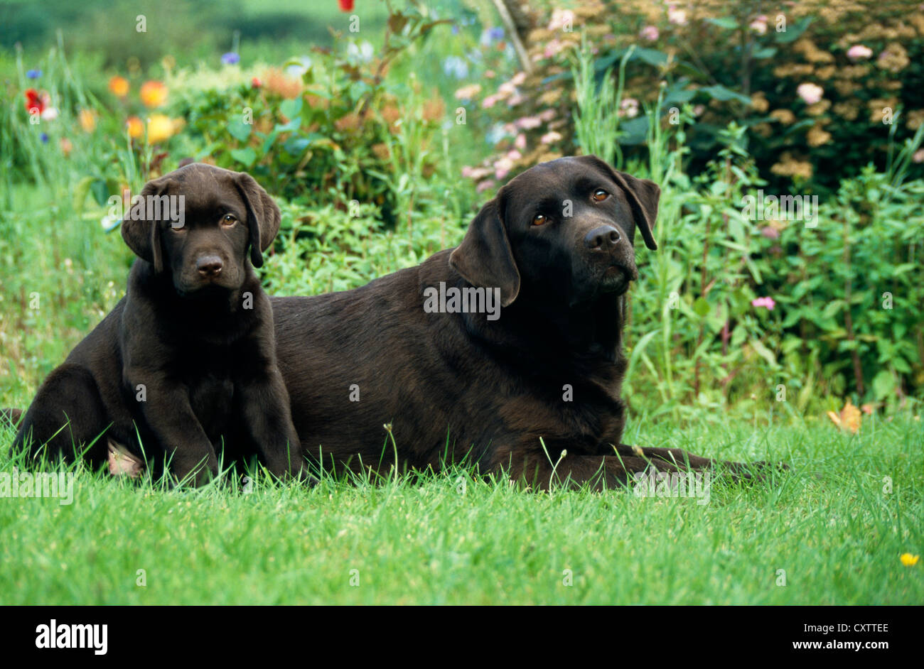 Ausgewachsenen Chocolate Labrador Retriever Und Welpen Sitzen Auf